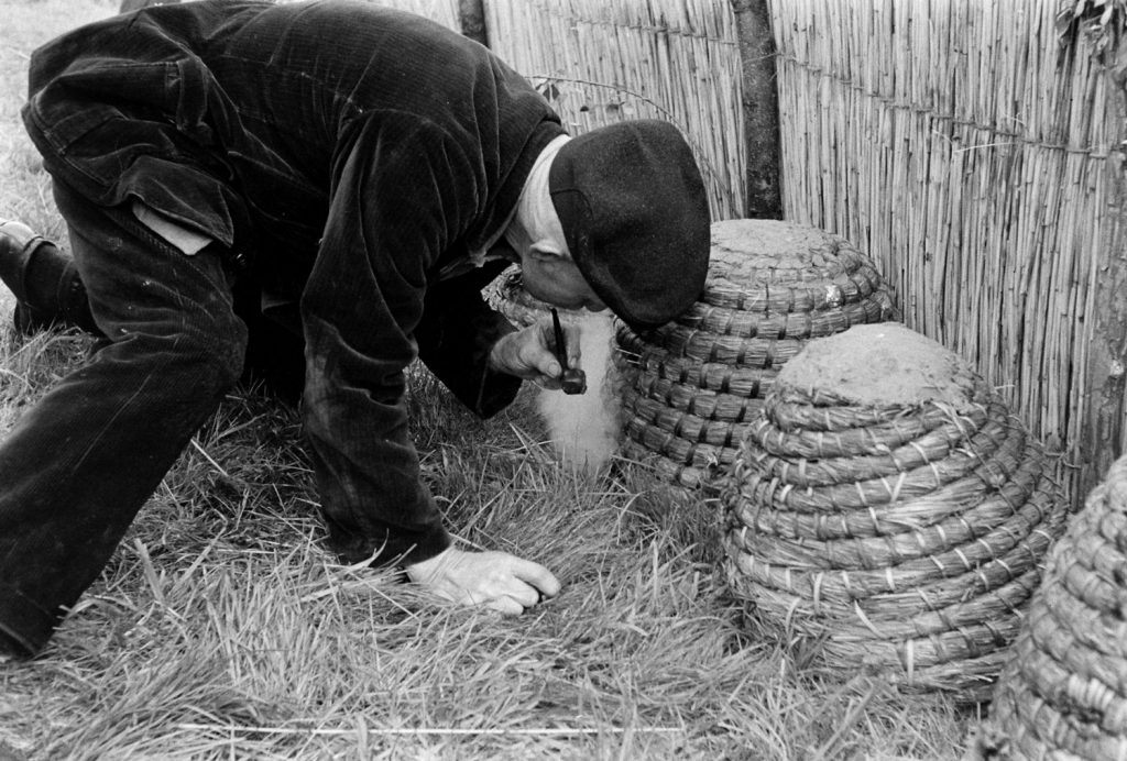 Prospective buyer at bee market, Veenendaal, Netherlands, 1956.