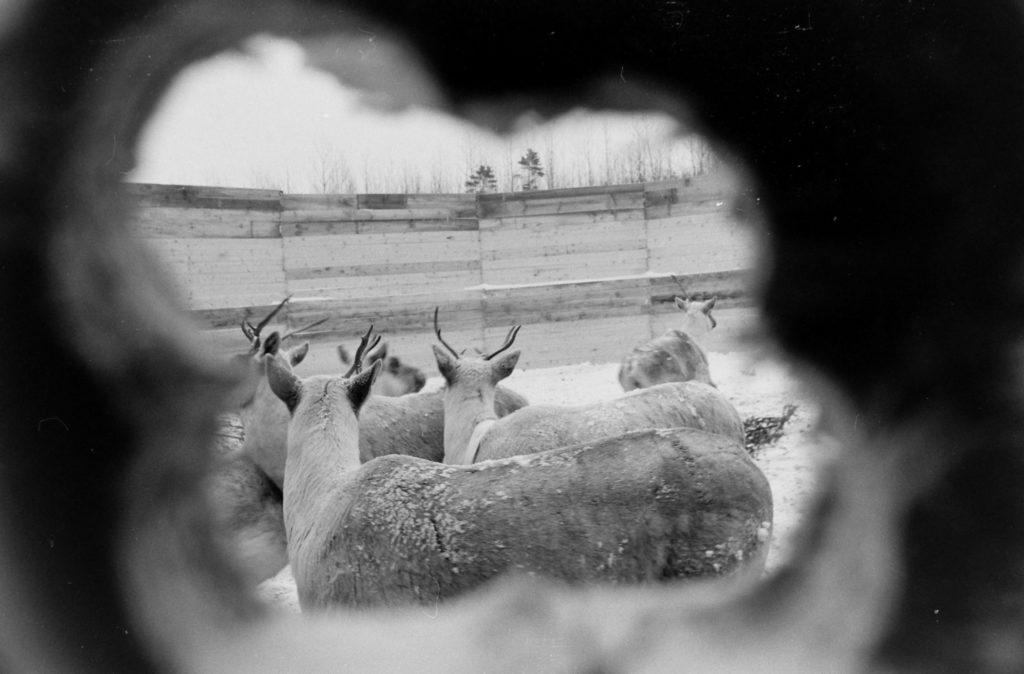 Caribou in Maine