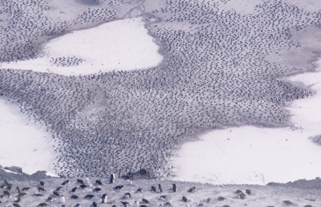 Antarctica, 1964.