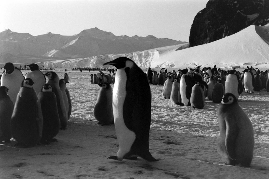 Antarctica, 1964.