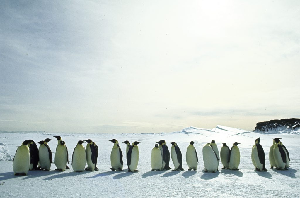 Penguins, Antarctica, 1964.