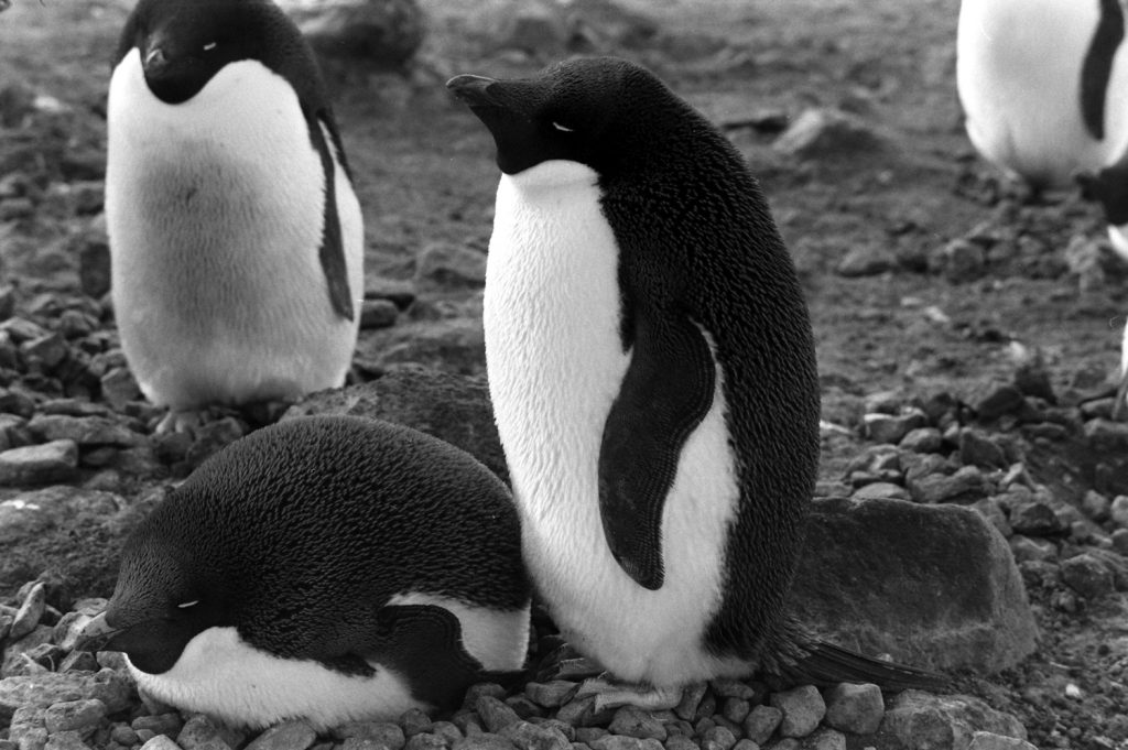 Penguins, Antarctica, 1964.