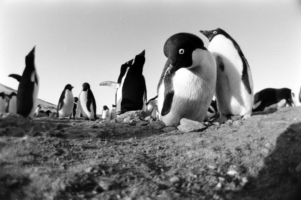 Antarctica, 1964.