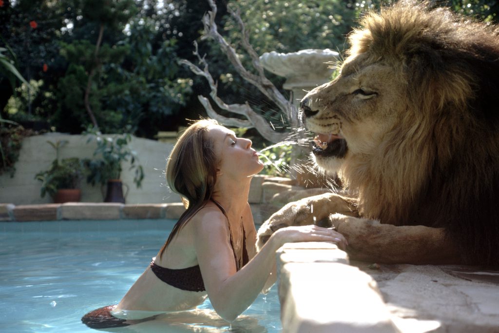 Tippi Hedren in her swimming pool, spouting water at Neil the lion, Calif., 1971.