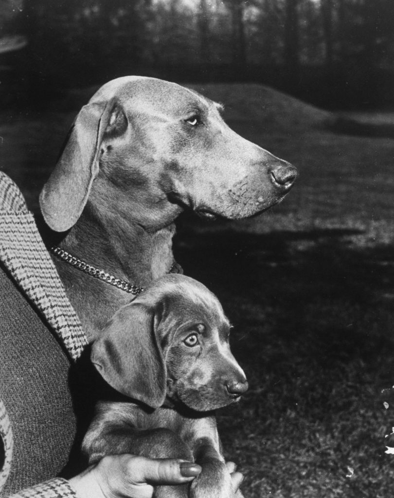 Photos of Weimaraner dogs from LIFE magaizne 1950