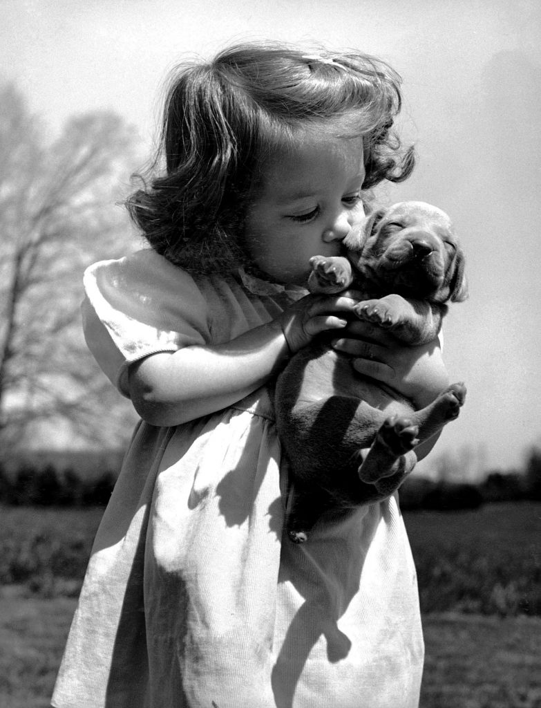 Photos of Weimaraner dogs from LIFE magaizne 1950