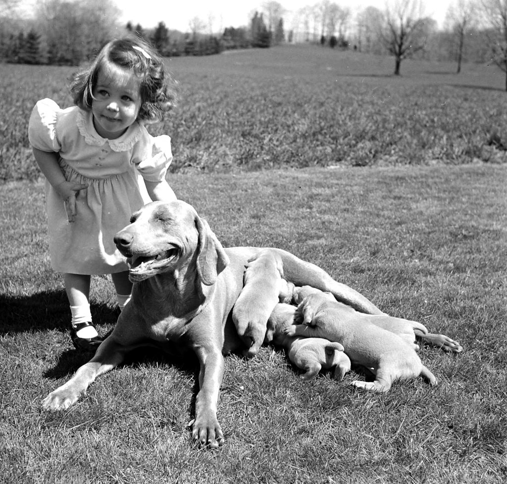 Photos of Weimaraner dogs from LIFE magaizne 1950