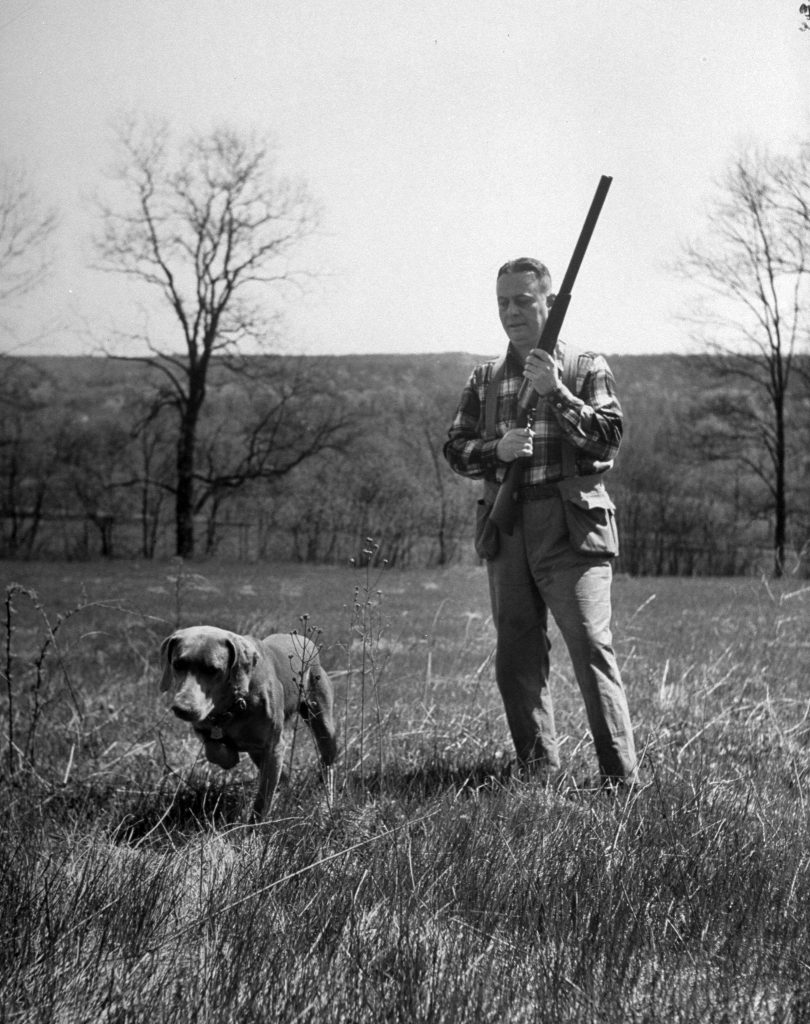 Photos of Weimaraner dogs from LIFE magaizne 1950