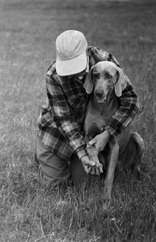 Photos of Weimaraner dogs from LIFE magaizne 1950