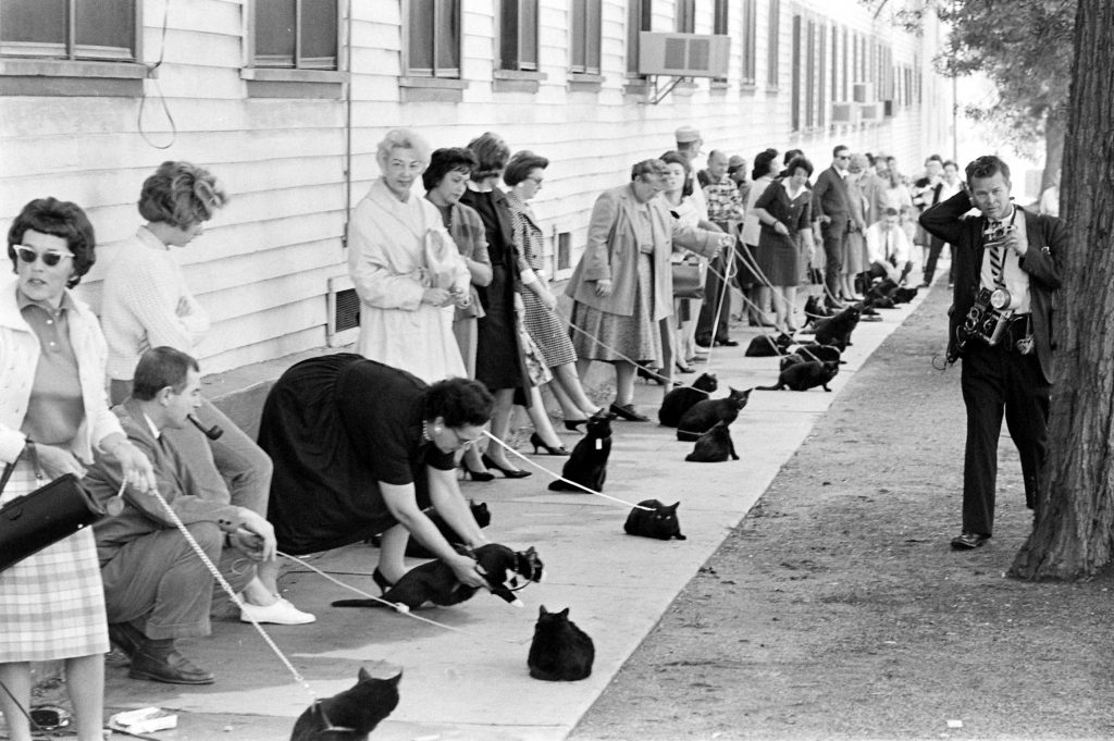 Black Cat Audition, 1961