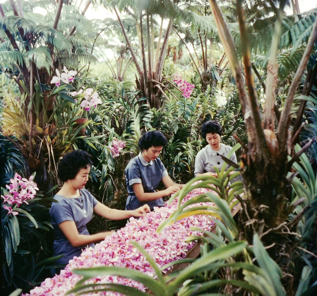 Hawaiian scene, 1959.