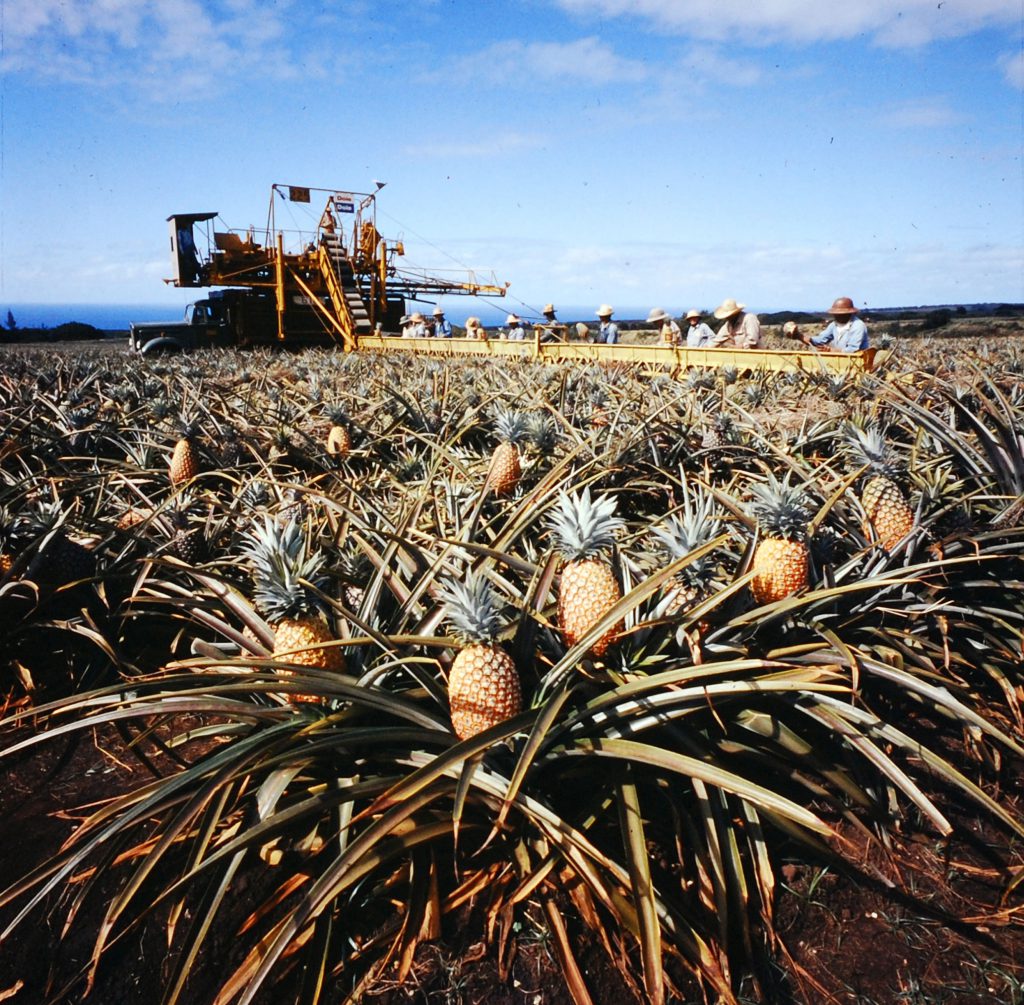 Scene at Dole's 15,000-acre Wahiawa plantation near Honolulu, 1959.