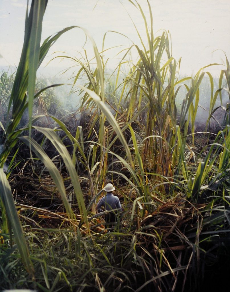 Scene on a Hawaiian plantation, 1959.