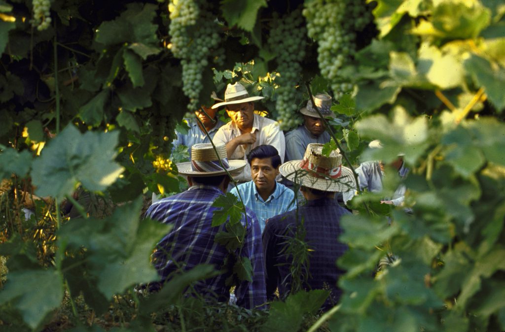 Labor activist Cesar Chavez (C) talking in field with grape pickers in support of the United Farm Workers Union in Delano, California, 1968.