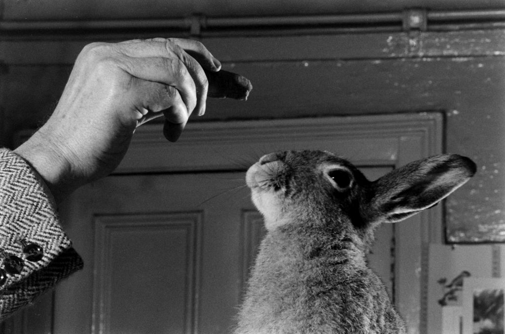 Horace the Irish hare, 1956.