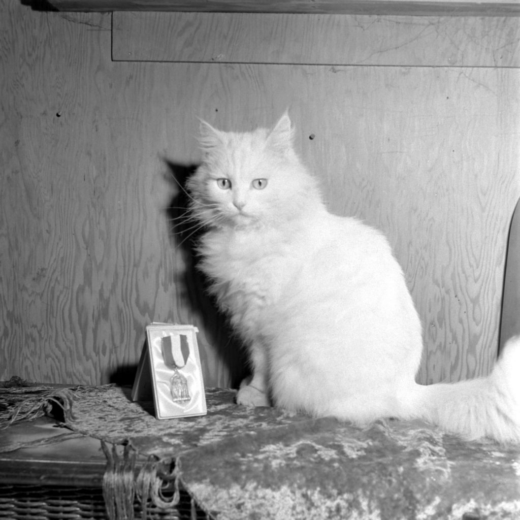 Seeing eye cat, 1947