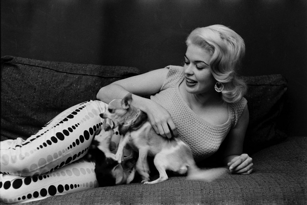 Jayne Mansfield with her pet Chihuahua, at home in Hollywood, 1956.