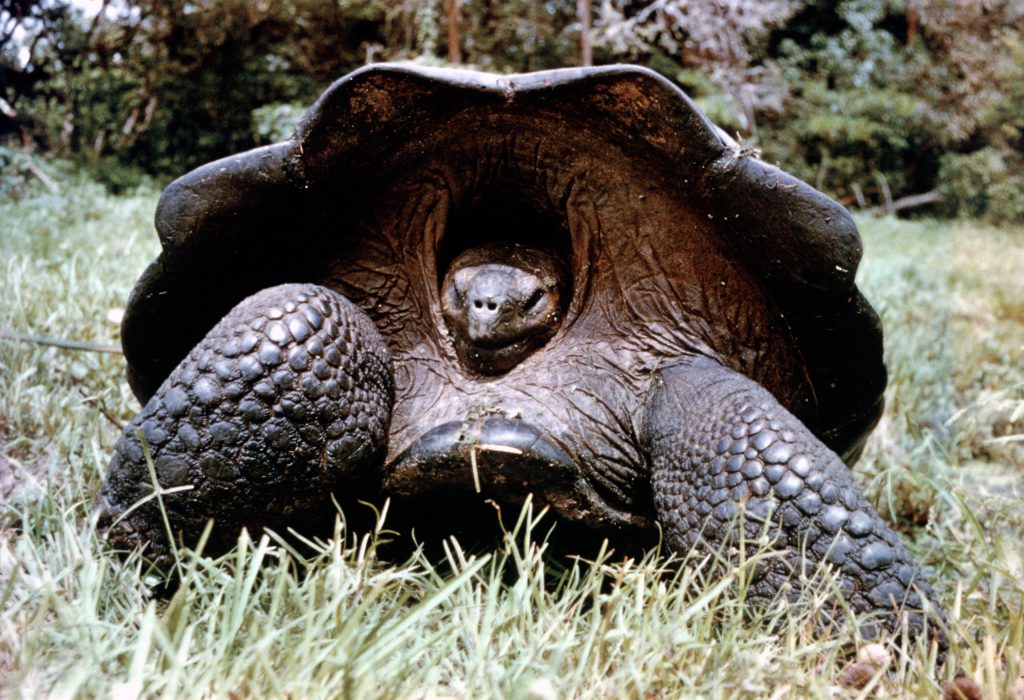 Galapagos Islands 1957