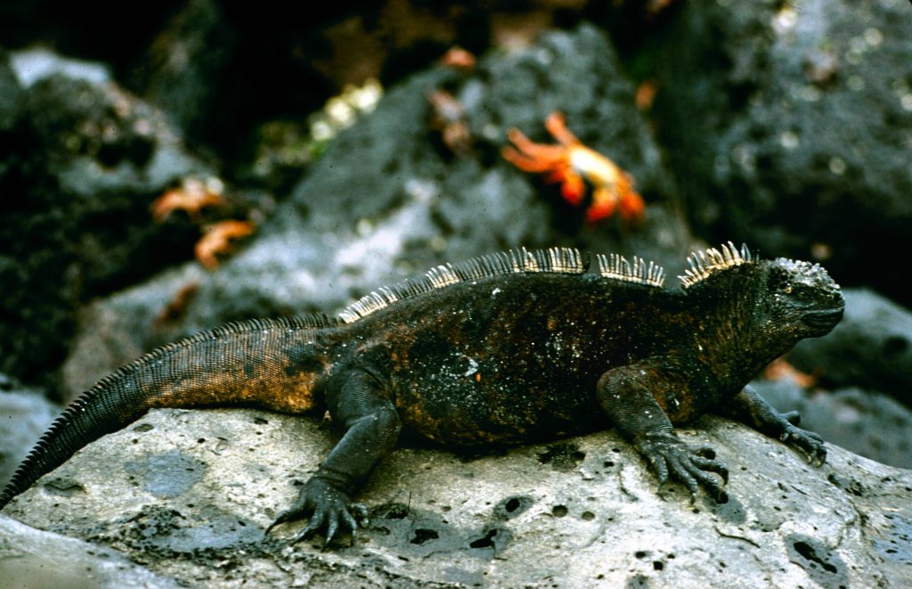 Galapagos Islands 1957