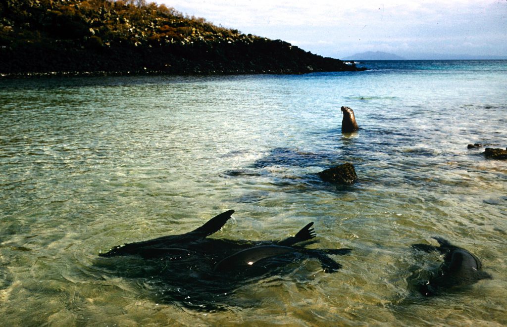 Galapagos Islands 1957