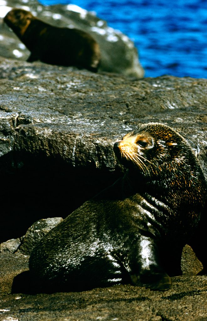 Galapagos Islands 1957