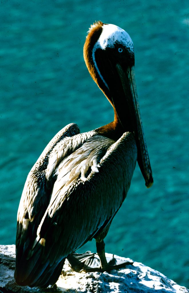 Galapagos Islands 1957