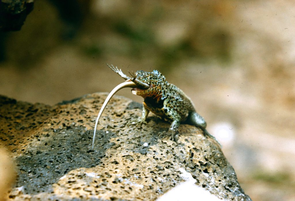 Galapagos Islands 1957