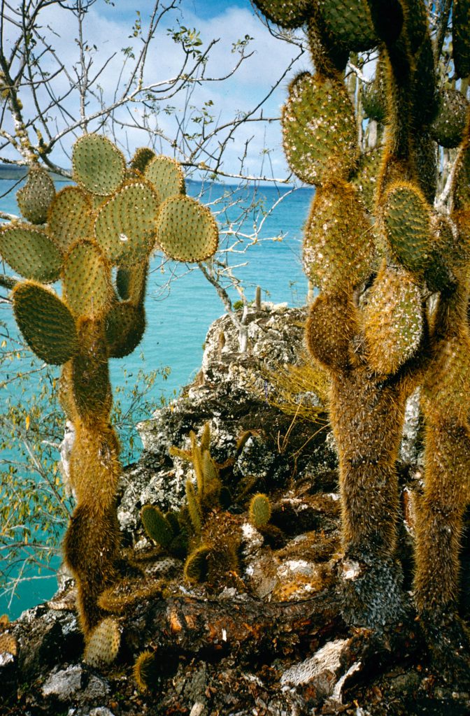 Galapagos Islands 1957