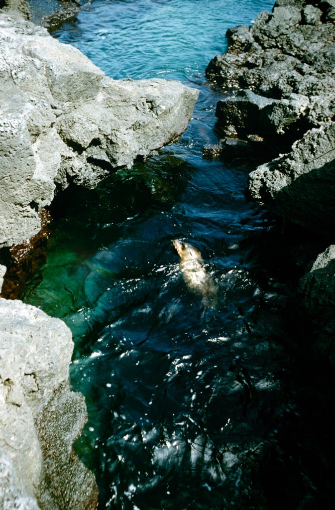 Galapagos Islands 1957