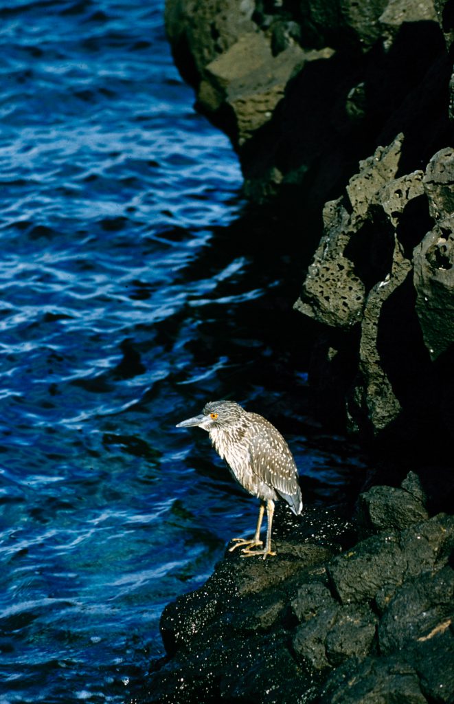 Galapagos Islands 1957