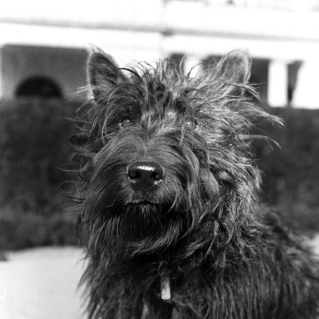 Fala at the White House, 1941.