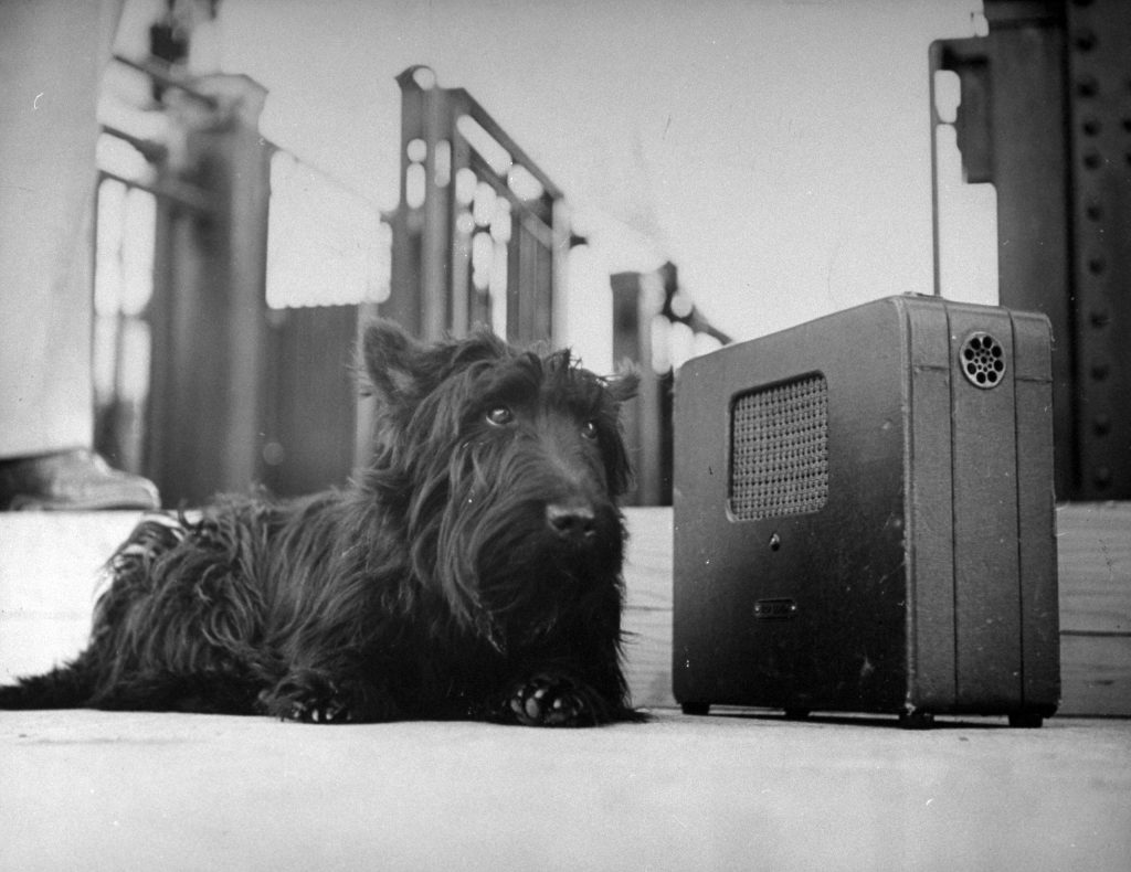 Fala listening to FDR's Acceptance Speech, 1944.