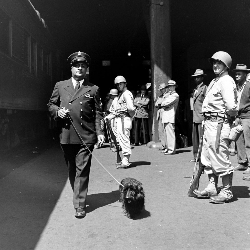 President Franklin D. Roosevelt's dog Fala during the funeral procession for the President. April 1945.