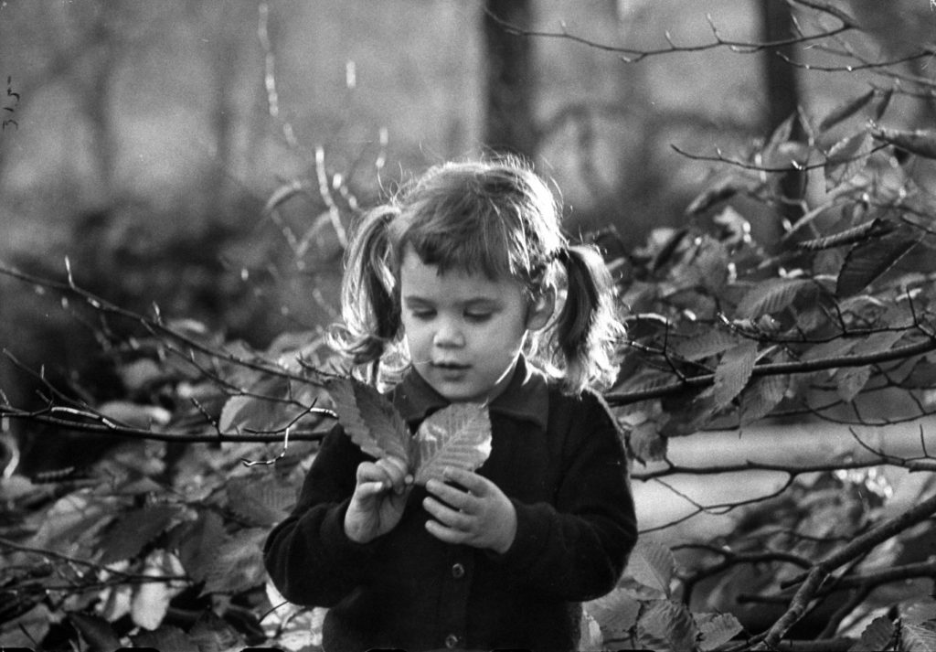 From a low-hanging branch still carrying its leaves Heather Heid picks three for silent scrutiny.