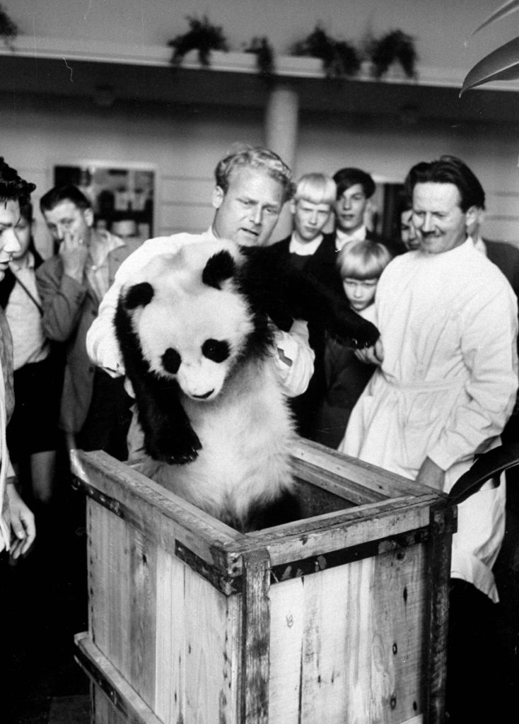 Giant Panda Chi Chi from China in 1958