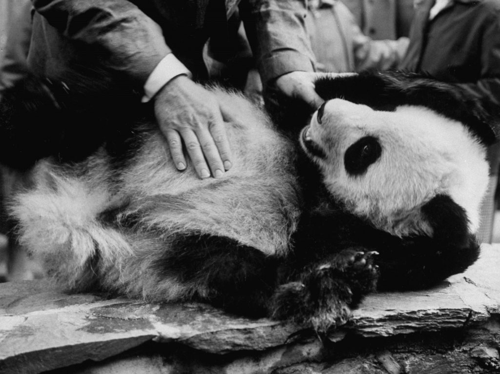 Giant Panda Chi Chi from China in 1958