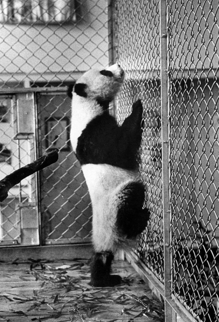 Giant Panda Chi Chi from China in 1958