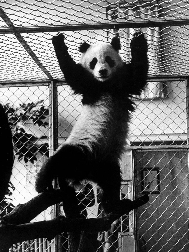 Giant Panda Chi Chi from China in 1958