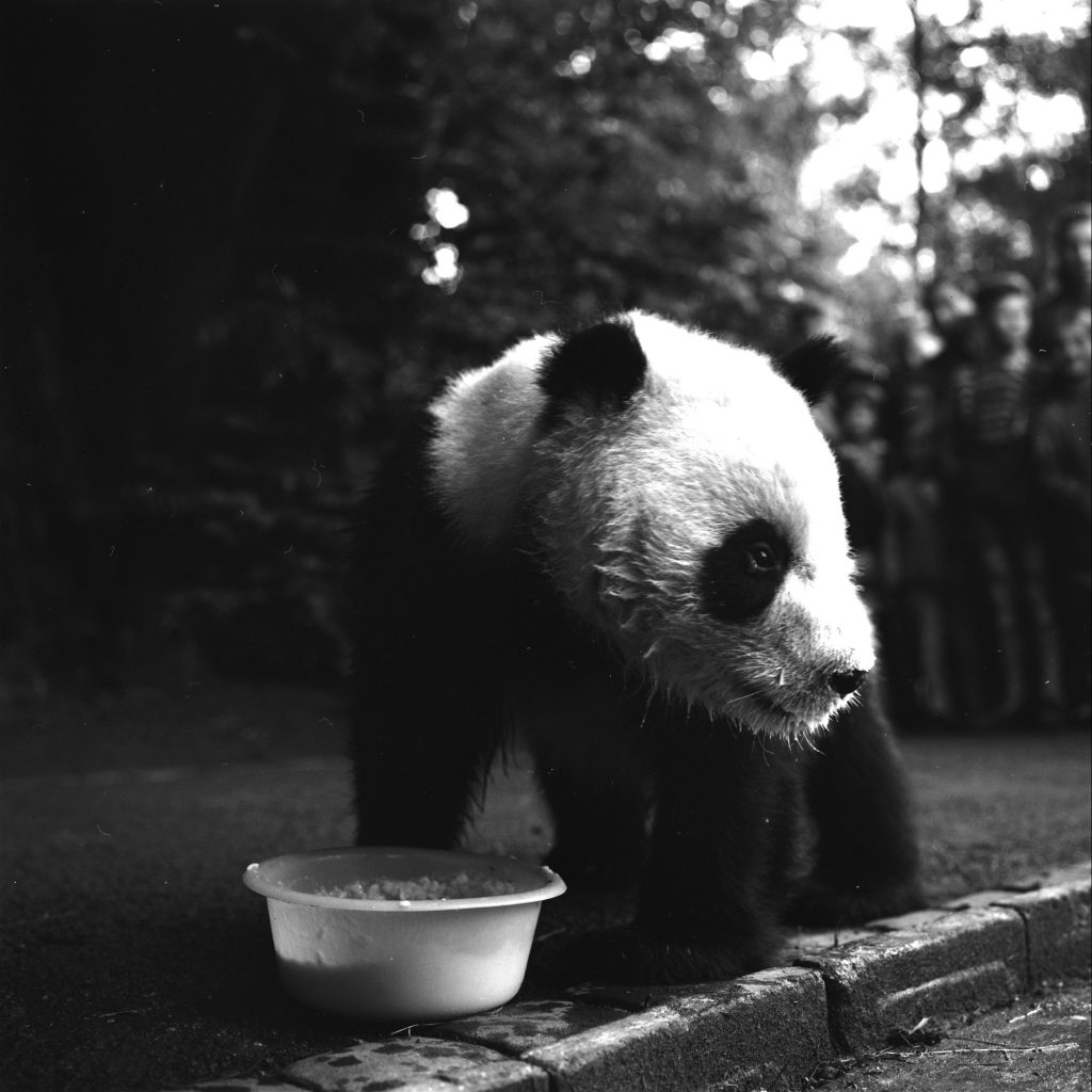 Giant Panda Chi Chi from China in 1958