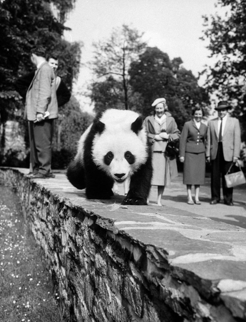 Giant Panda Chi Chi from China in 1958