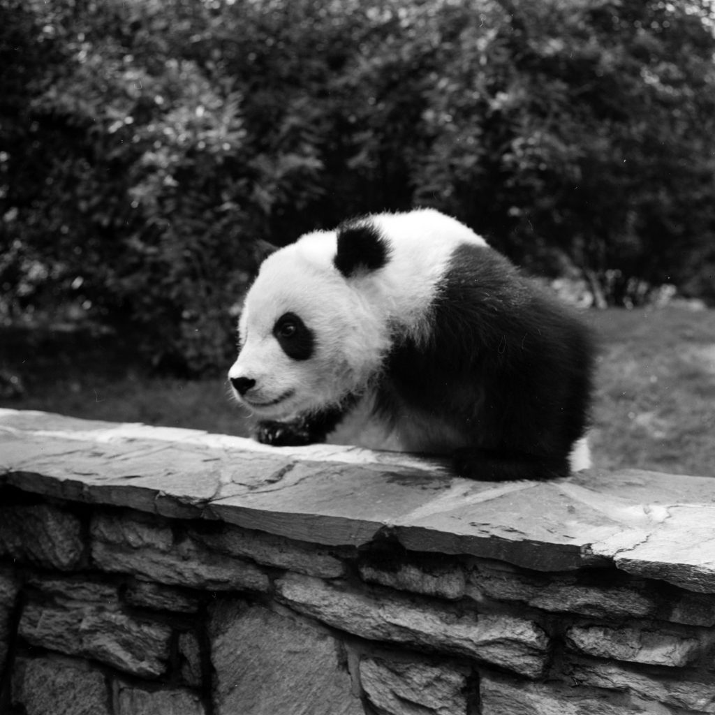 Giant Panda Chi Chi from China in 1958