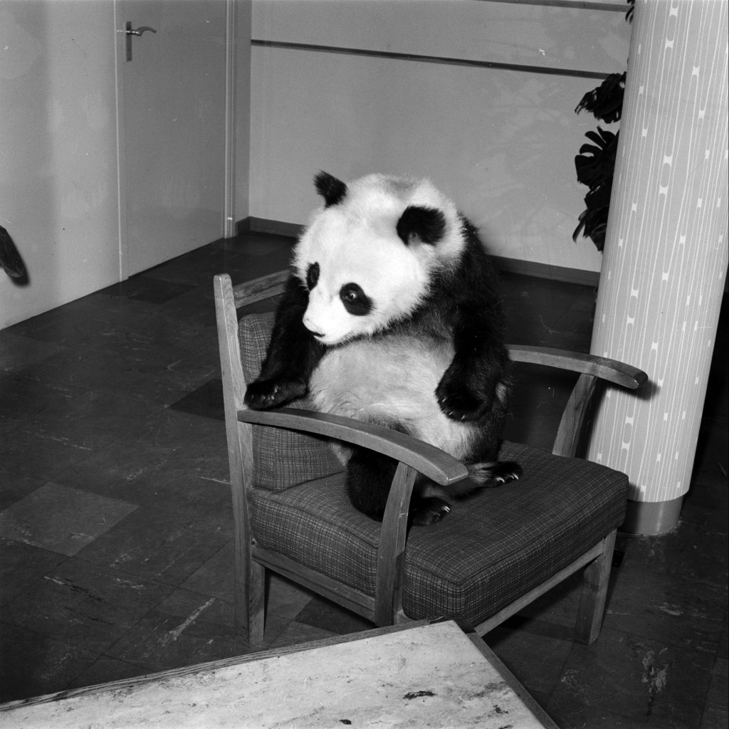 Giant Panda Chi Chi from China in 1958