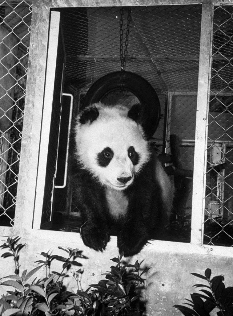 Giant Panda Chi Chi from China in 1958