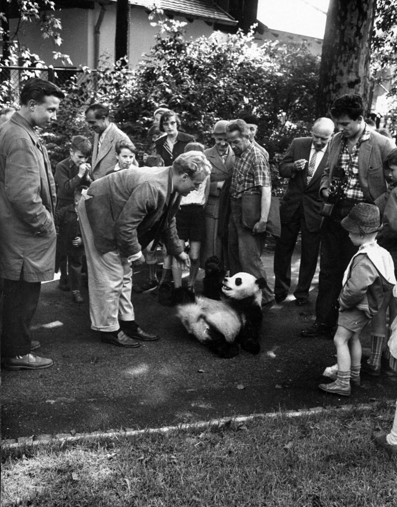 Giant Panda Chi Chi from China in 1958