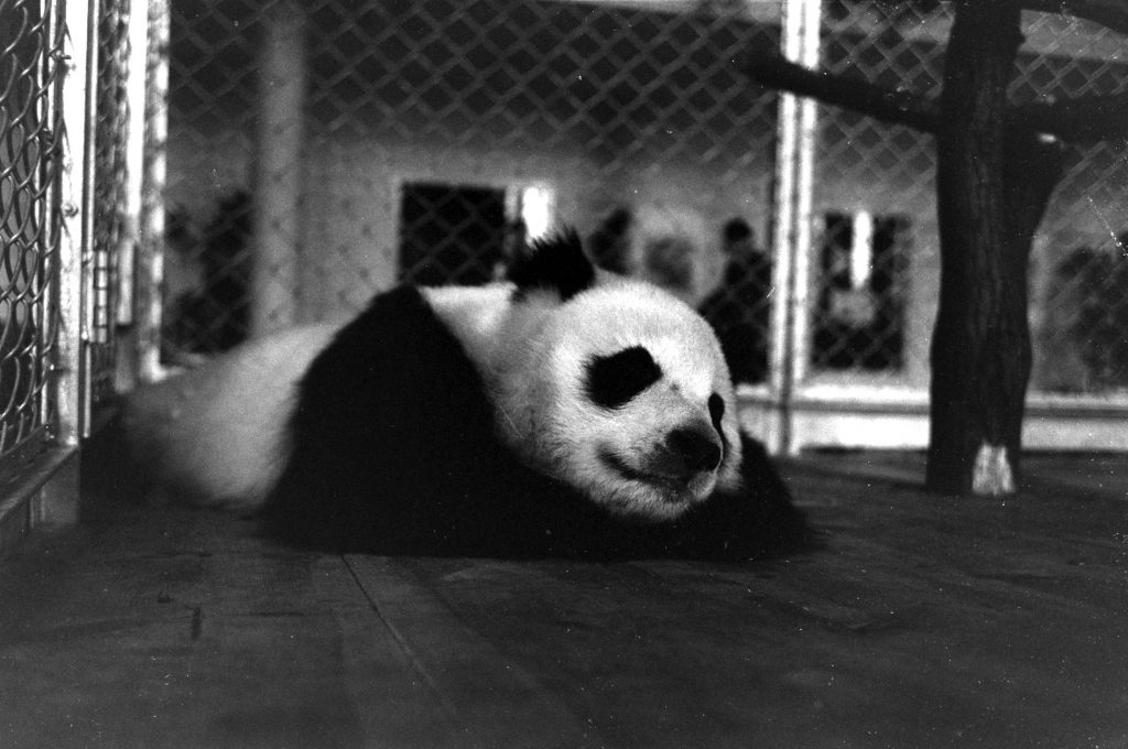 Giant Panda Chi Chi from China in 1958