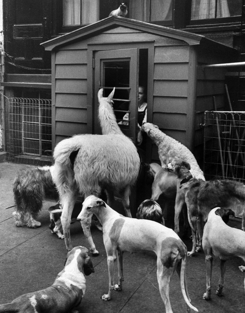 Kangaroo and Llama Party 1959