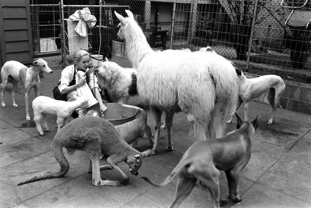 Kangaroo and Llama Party 1959