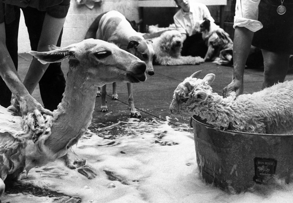 Kangaroo and Llama Party 1959