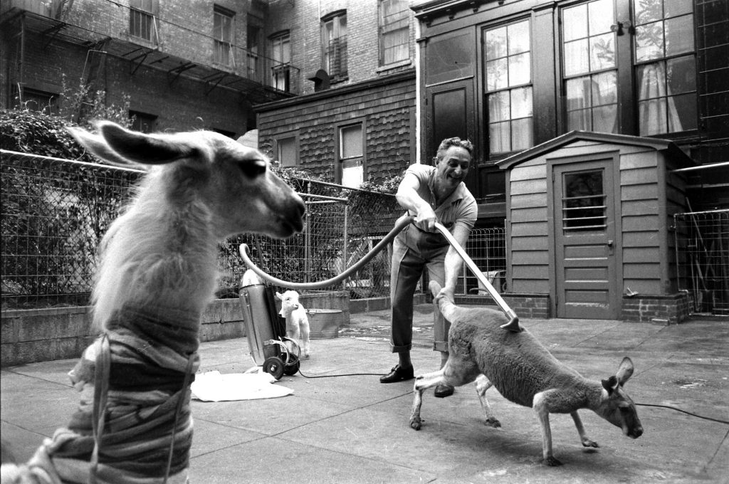 Kangaroo and Llama Party 1959