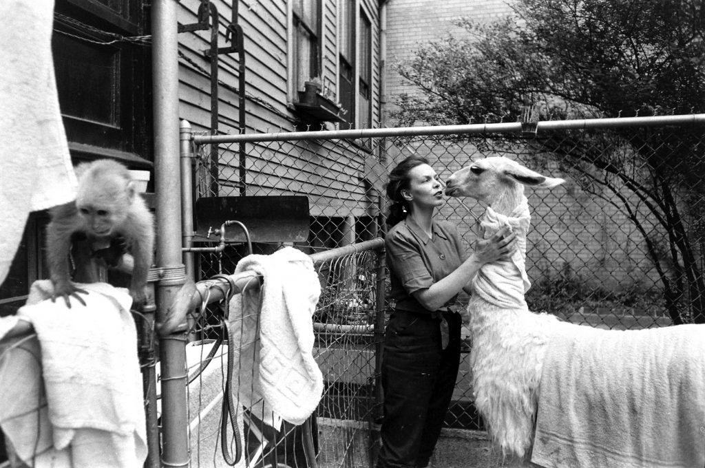 Kangaroo and Llama Party 1959